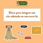 Adotar um cão. O que devo saber?