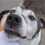 Adopt a Senior Pet Month: Nos EUA, existe um mês de sensibilização para a adoção de um animal sénior